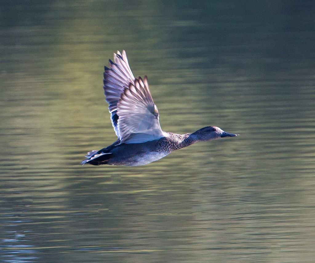 Gadwall