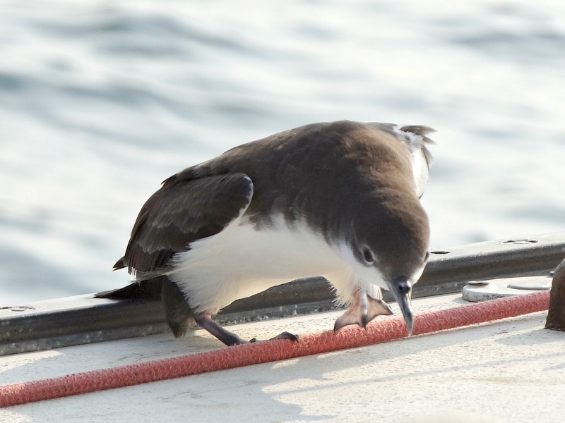 Galapagos Shearwater