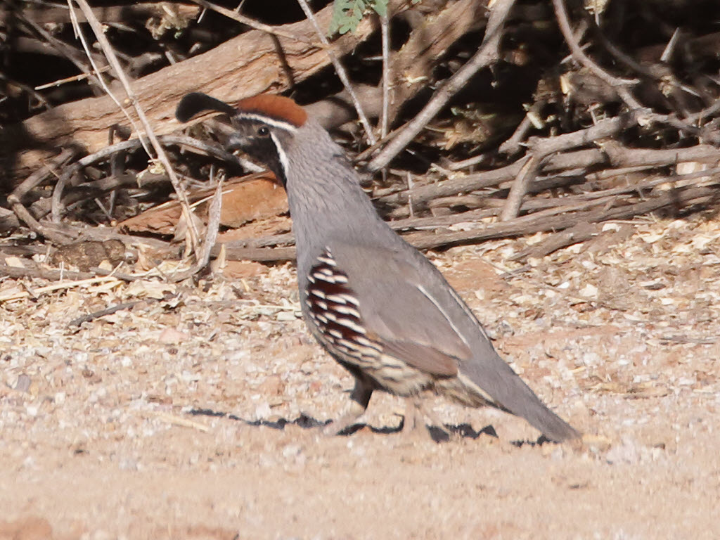 Gambel's Quail