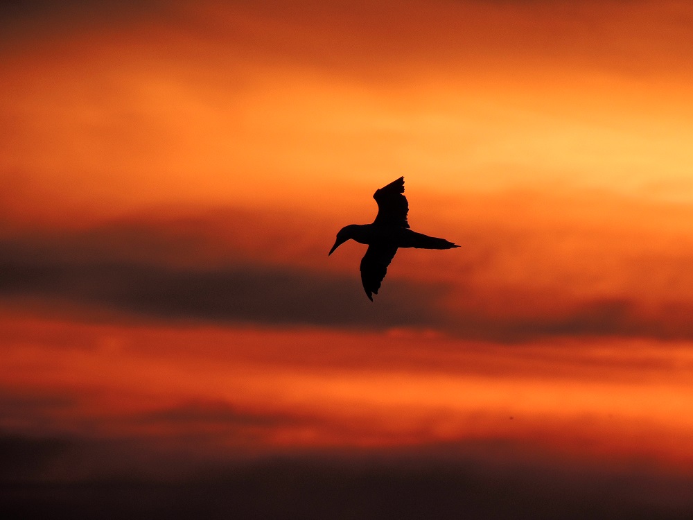Gannet at Sunset