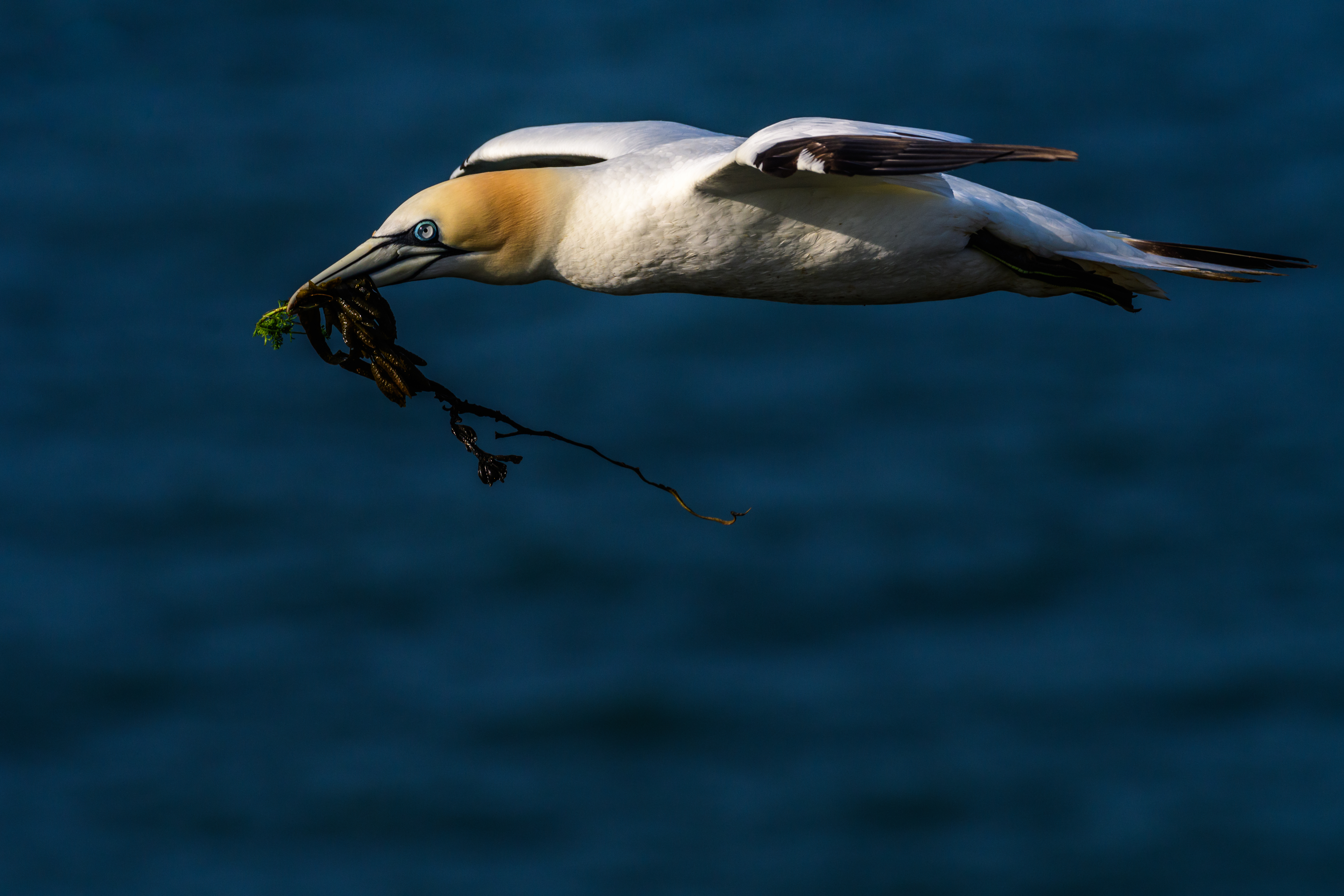 Gannet in flight with nesting materials