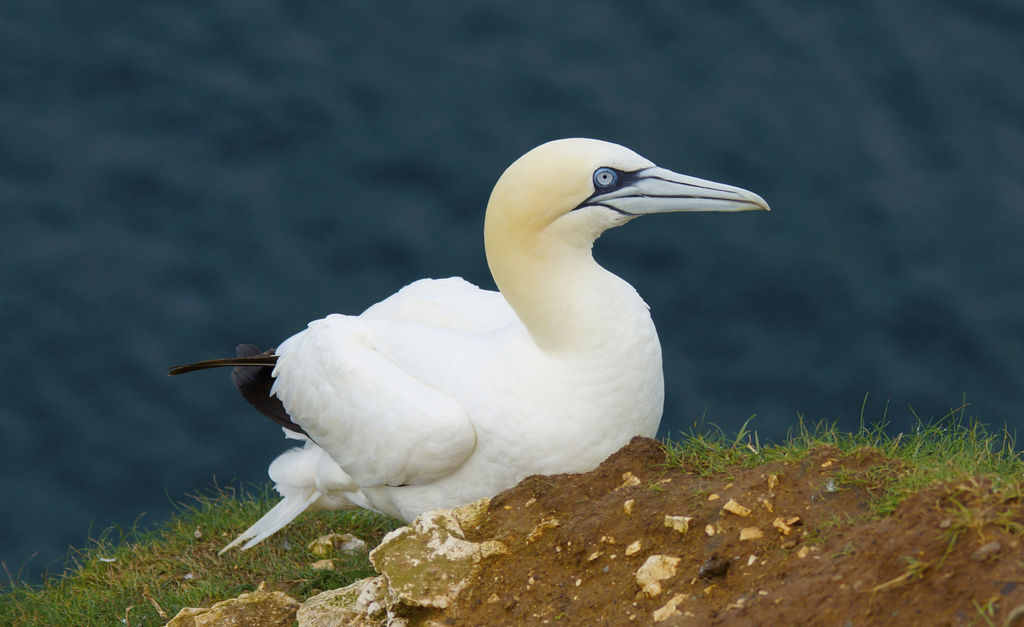 Gannet