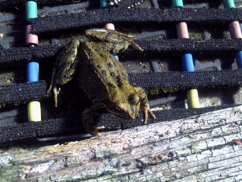 Garden Frog