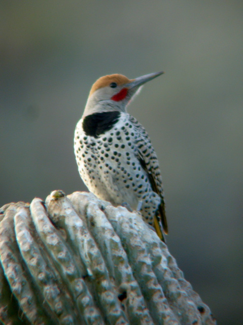 Gilded Flicker