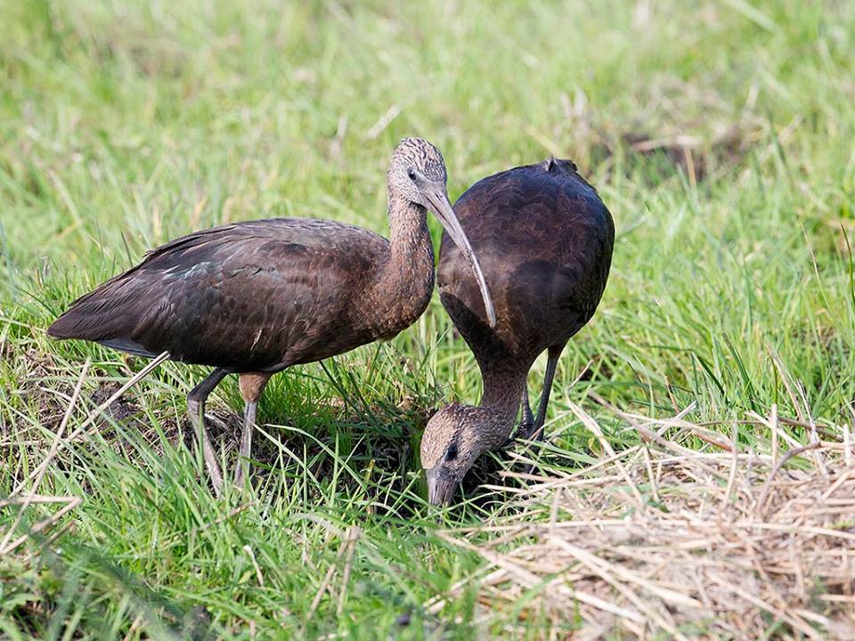 Glossy ibis