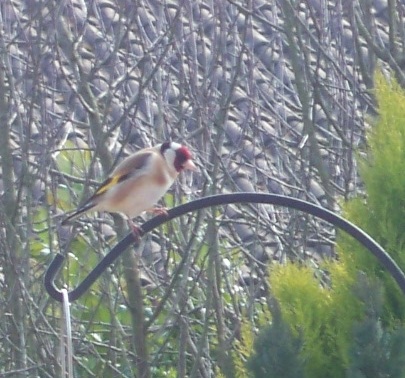 Gold Finch