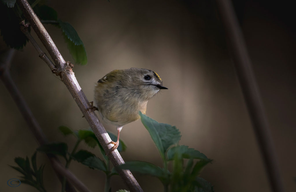 Goldcrest