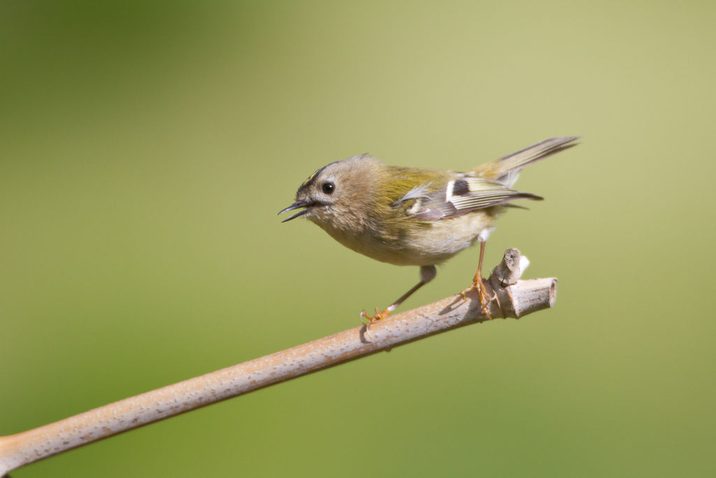 goldcrest