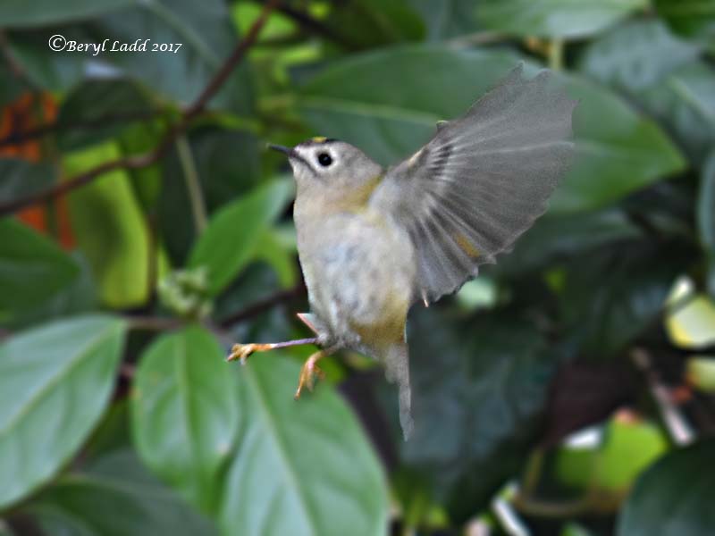 Goldcrest