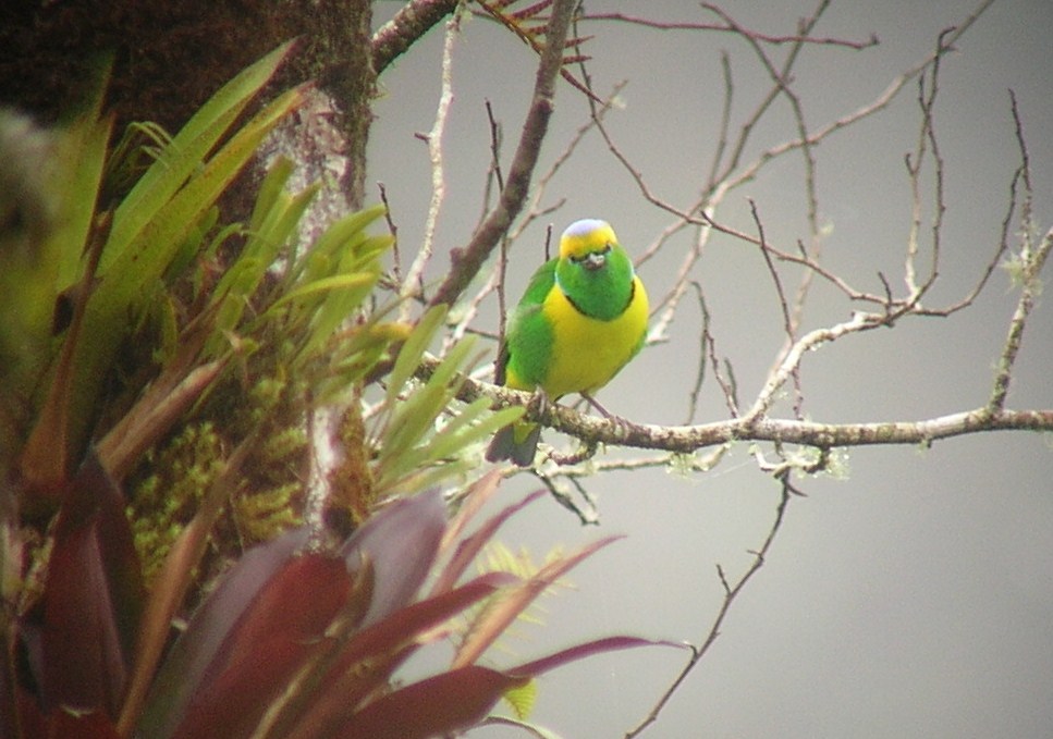 Golden-browed Chlorophonia