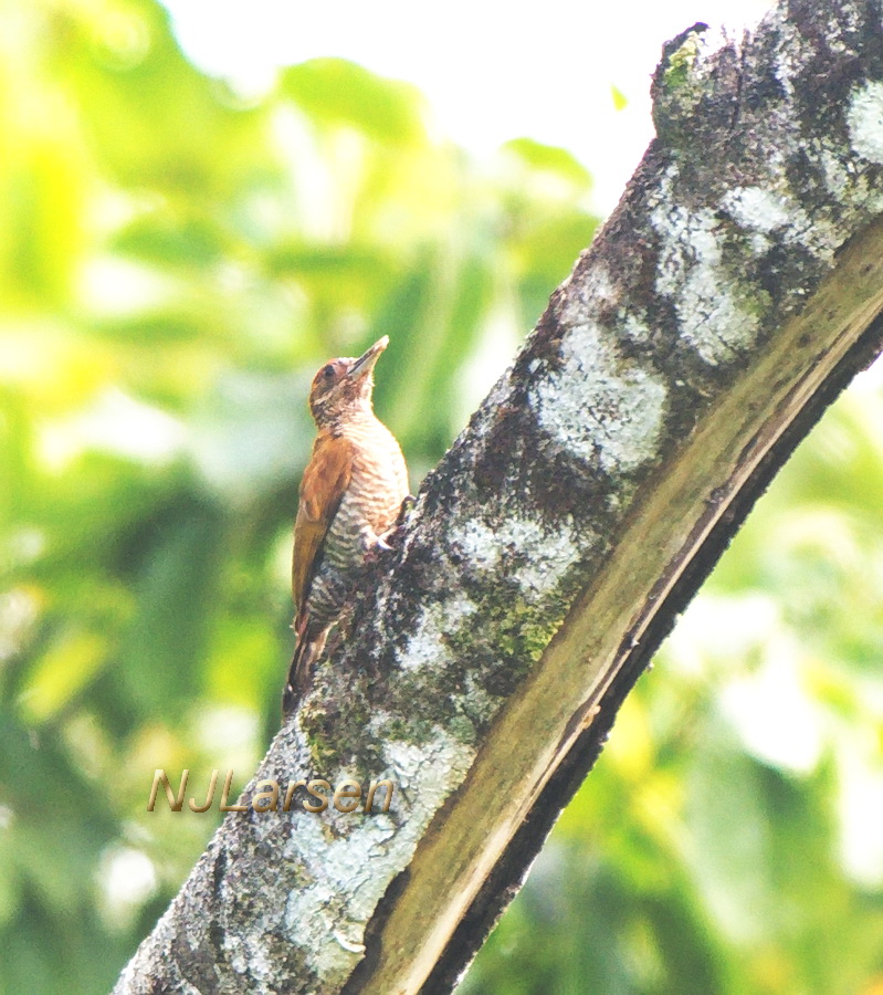 Golden-green Woodpecker