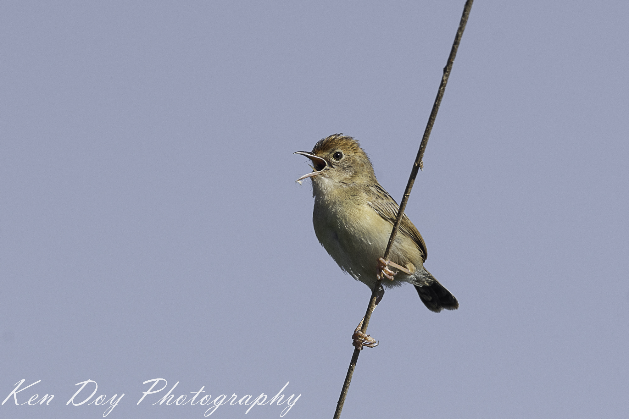 Golden-headed Cisticola