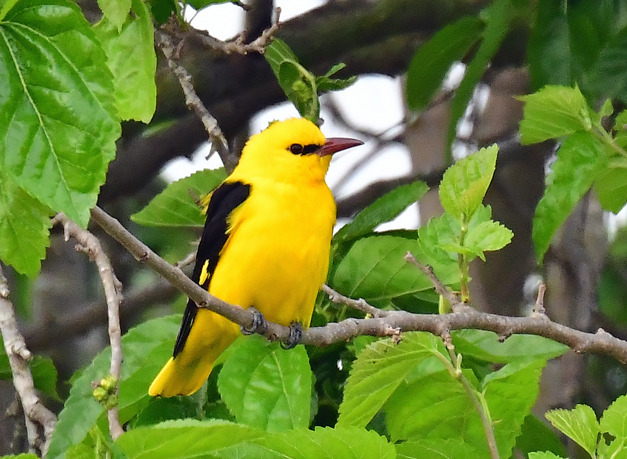 Golden Oriole