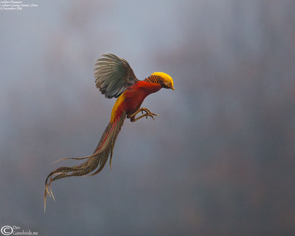 Golden Pheasant