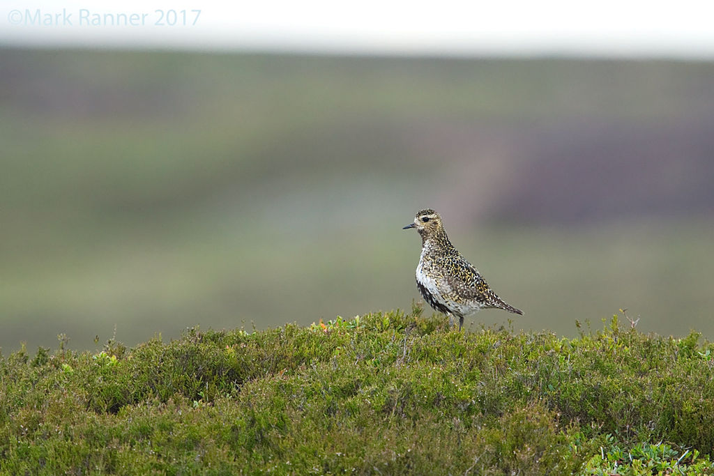 Golden Plover