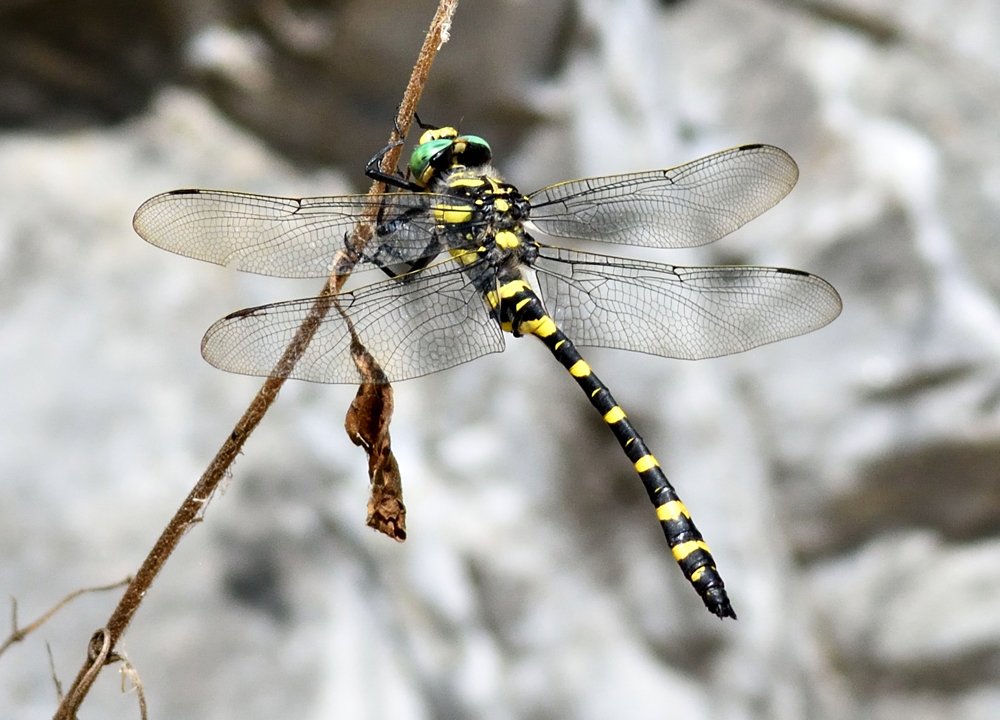 Golden Ring Dragonfly