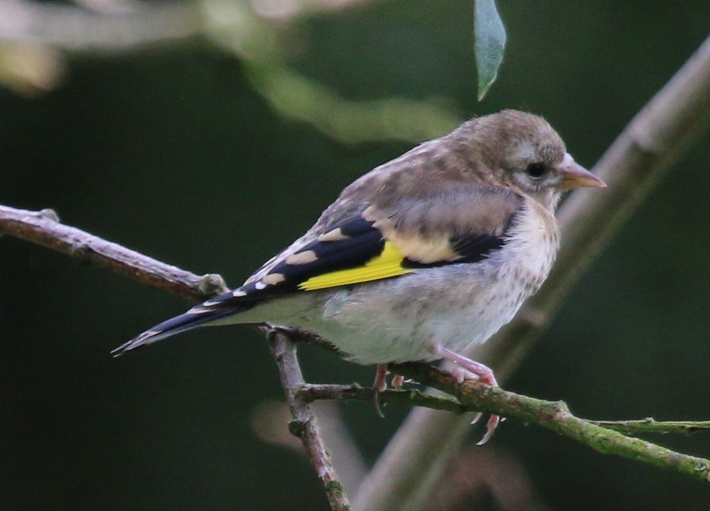 Goldfinch juvenile