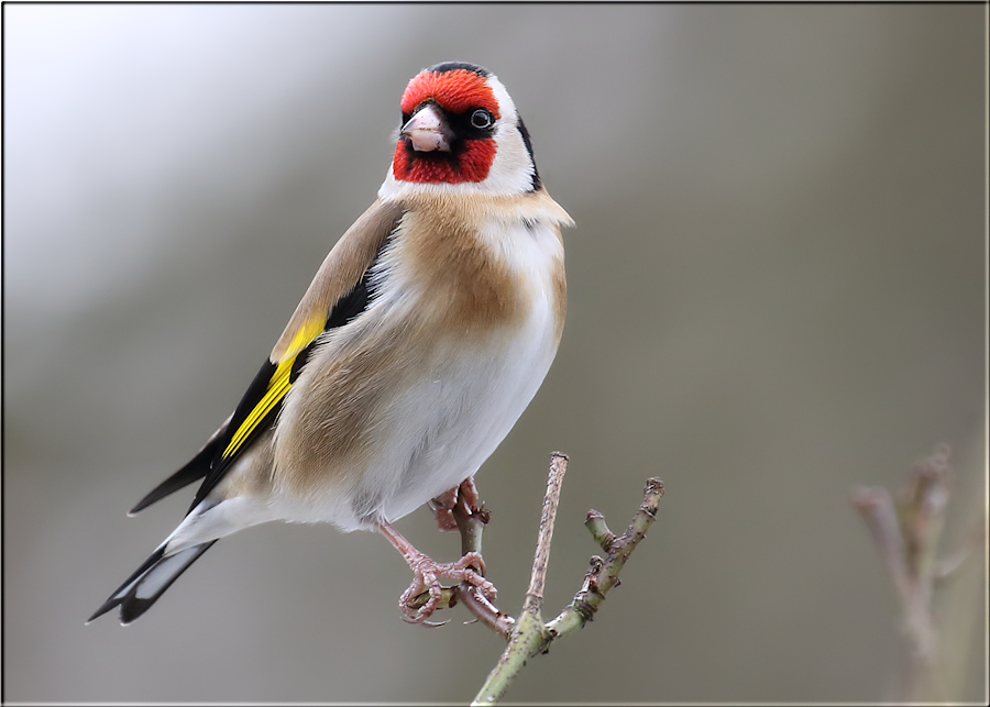 Goldfinch