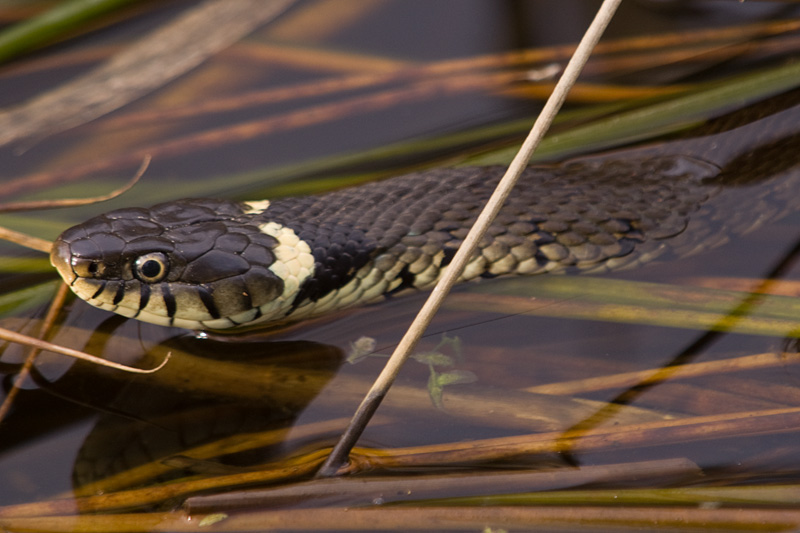 Grass Snake