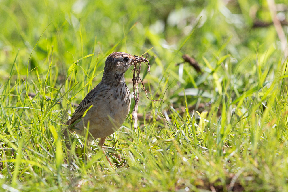 Grassland Pipit? nest building by the track on Simba Farm.