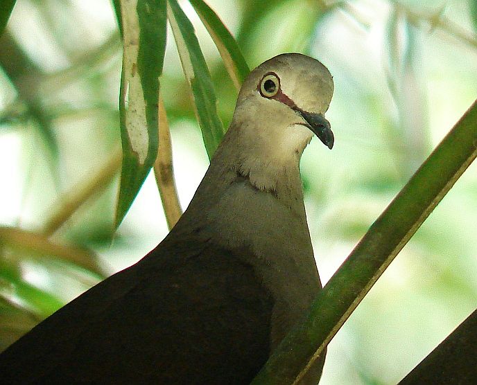 Gray-chested Dove close-up
