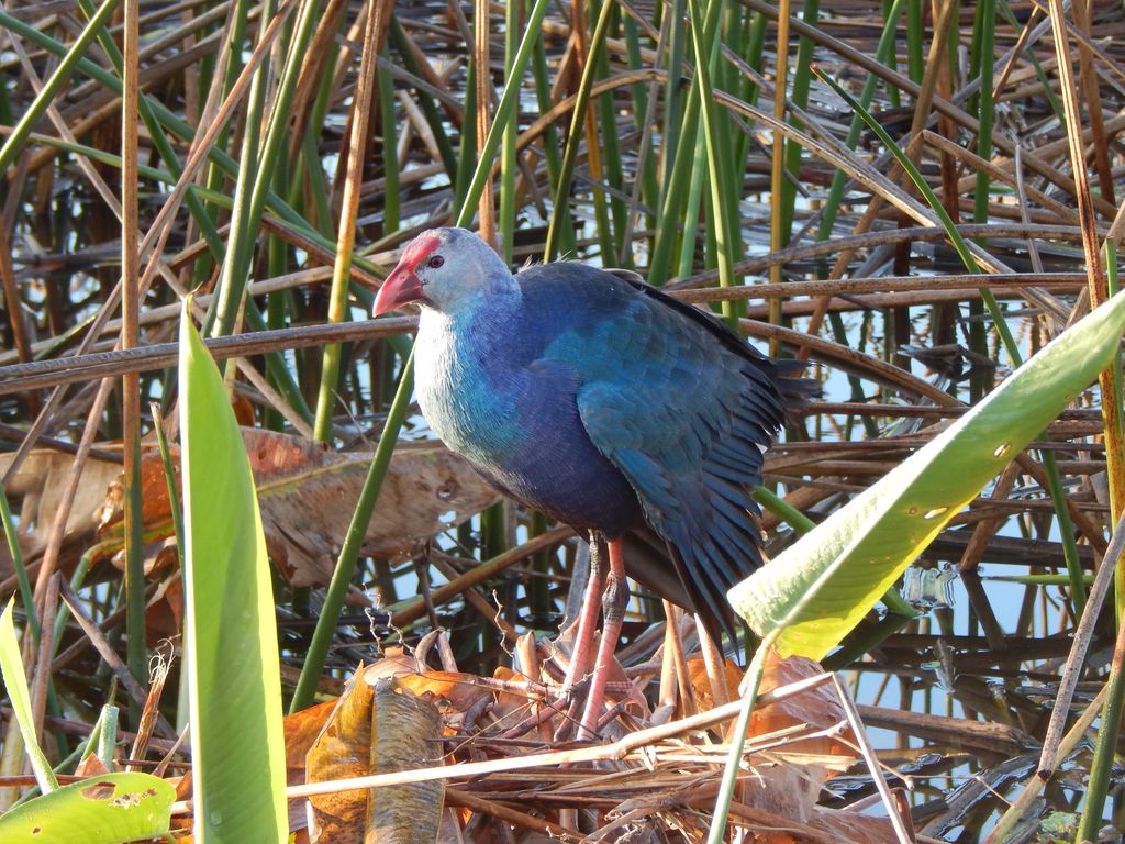 Gray-Headed Swamphen