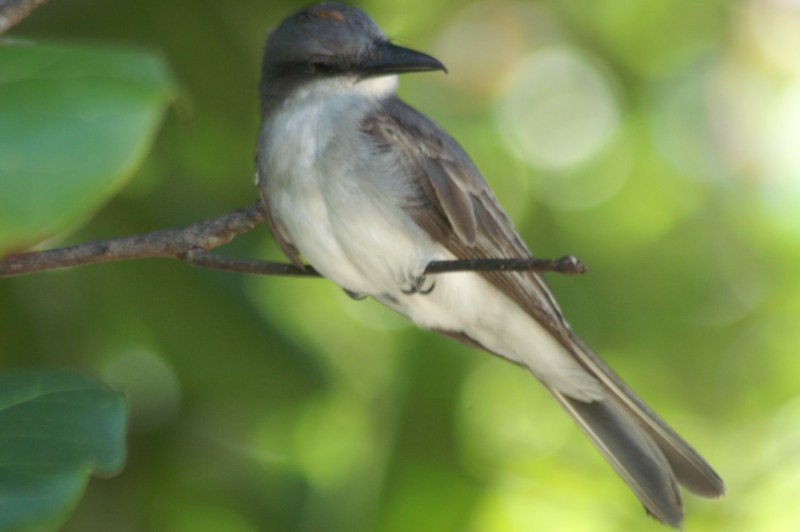 Gray Kingbird