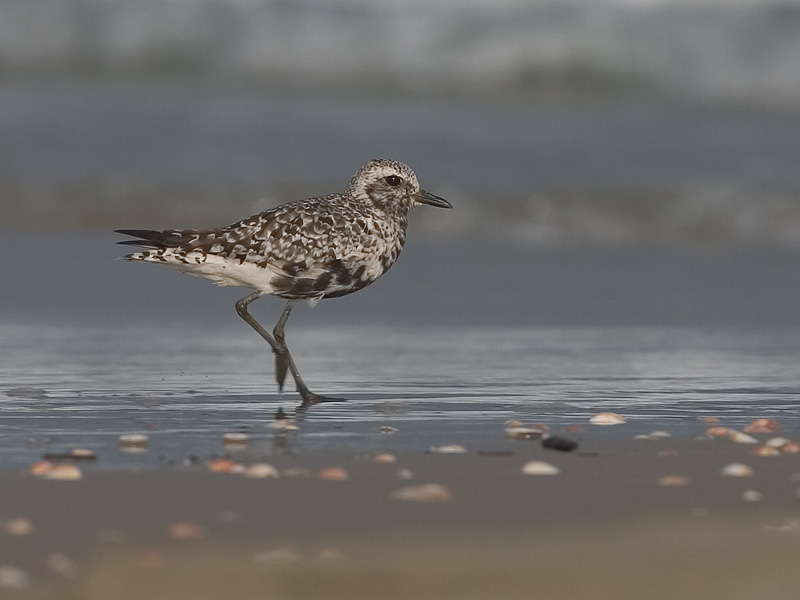 Gray Plover