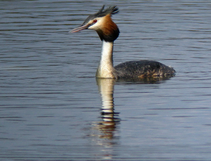 Greast crested Grebe 2