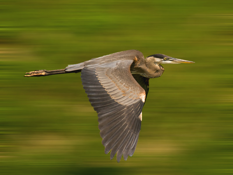 Great Blue Heron Flight Capture