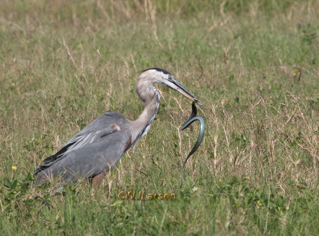 Great Blue Heron Seq24-1