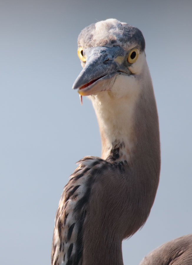 Great Blue Heron