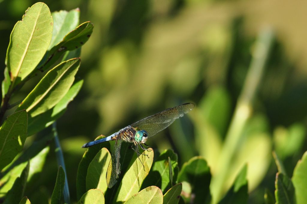 Great Blue Skimmer