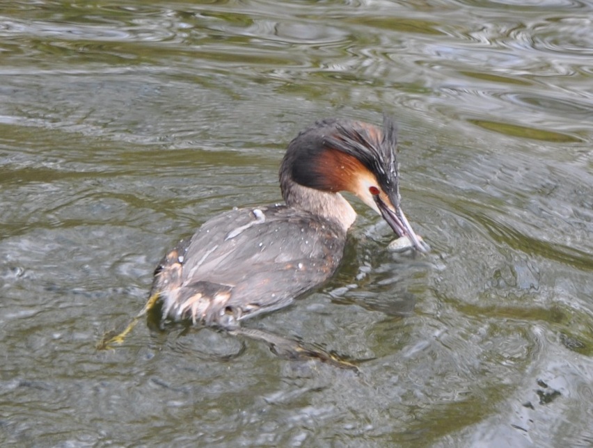Great crested grebe grabs a meal
