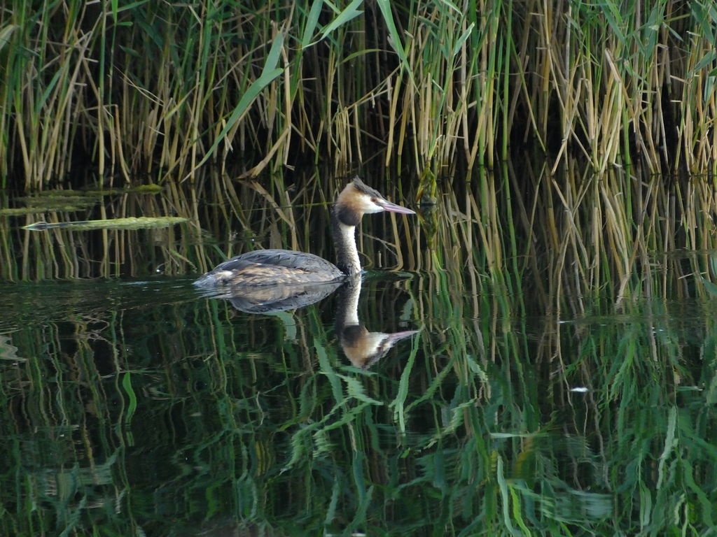 Great crested grebe