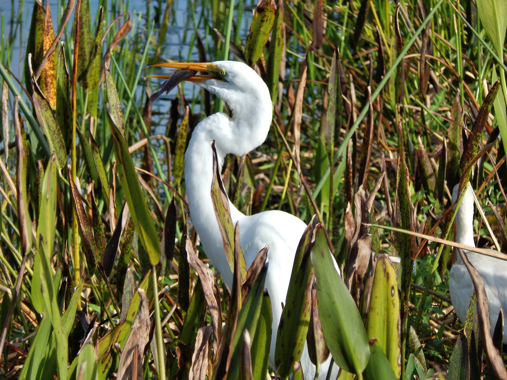 Great Egret