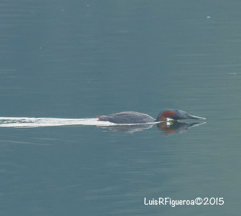 Great Grebe - Huala