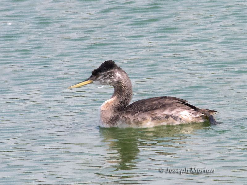 Great Grebe