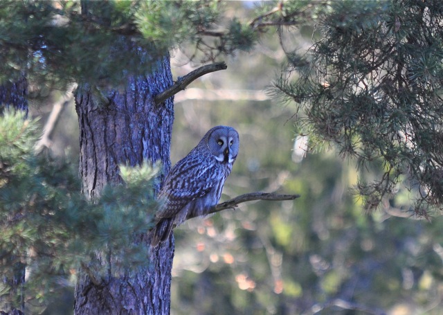 Great Grey Owl