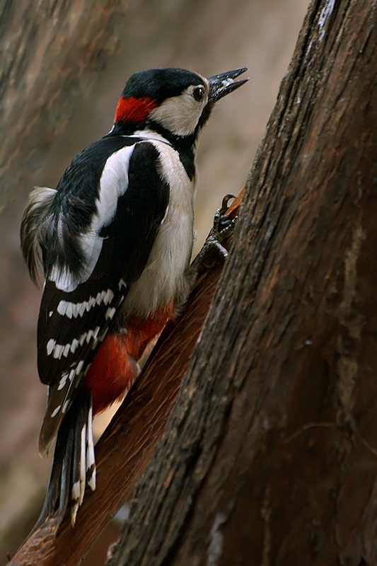 Great Spotted Woodpecker - male