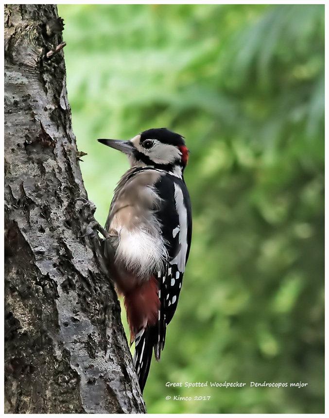 Great Spotted Woodpecker