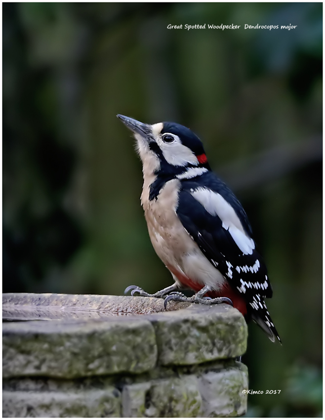 Great Spotted Woodpecker