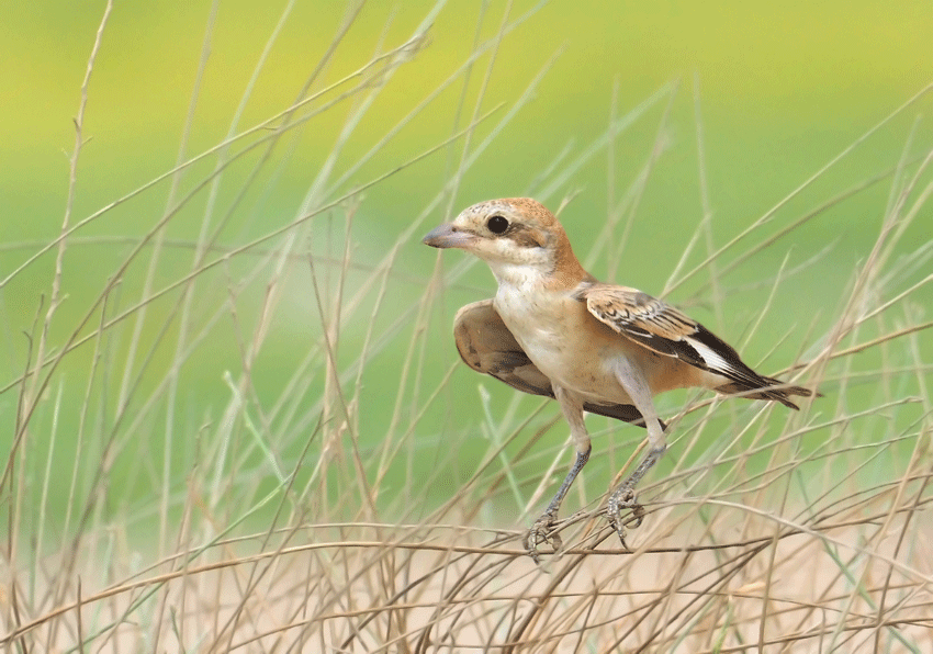 great time for shrikes