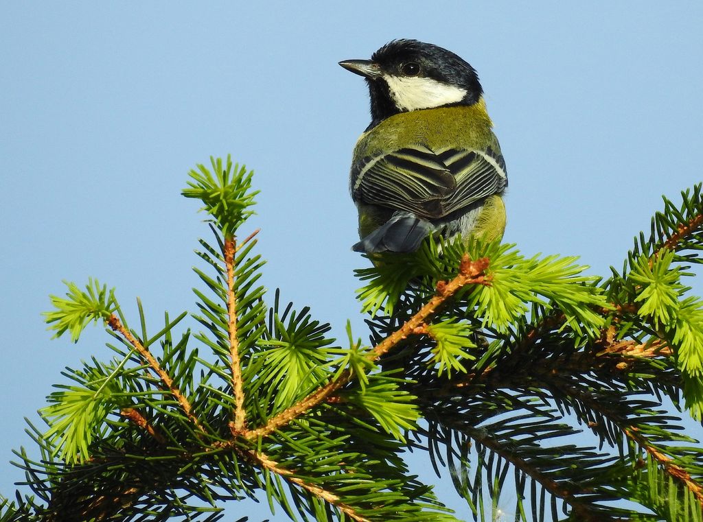 Great Tit