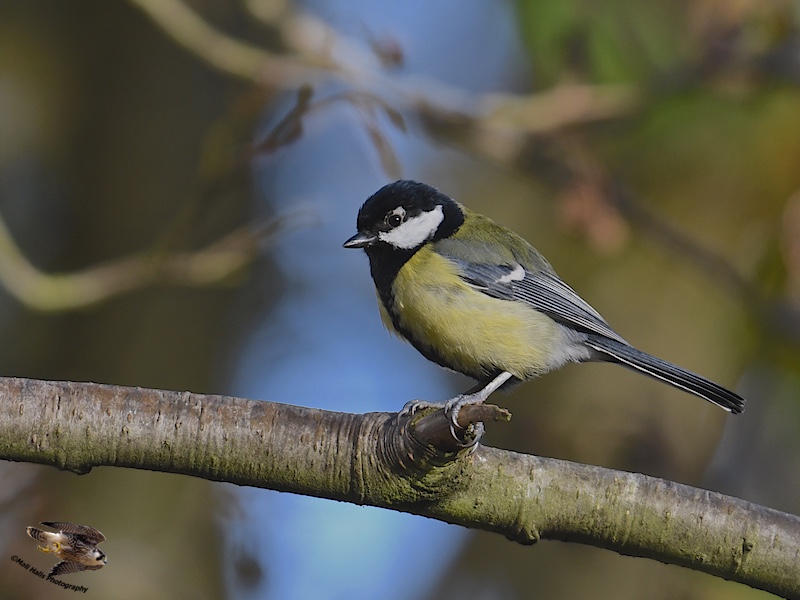 Great Tit