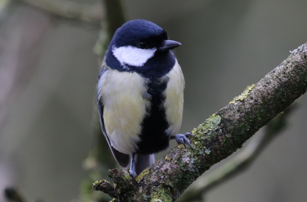 Great Tit