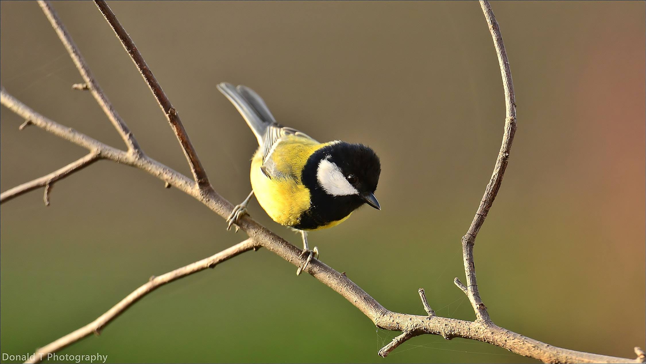 Great Tit