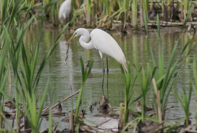 Great (white) Egret