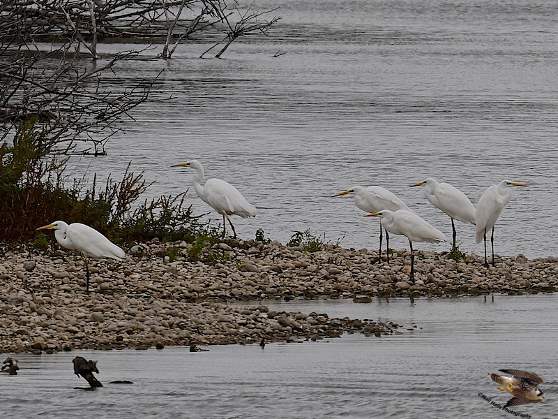 Great White Egrets