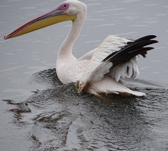 Great White Pelican